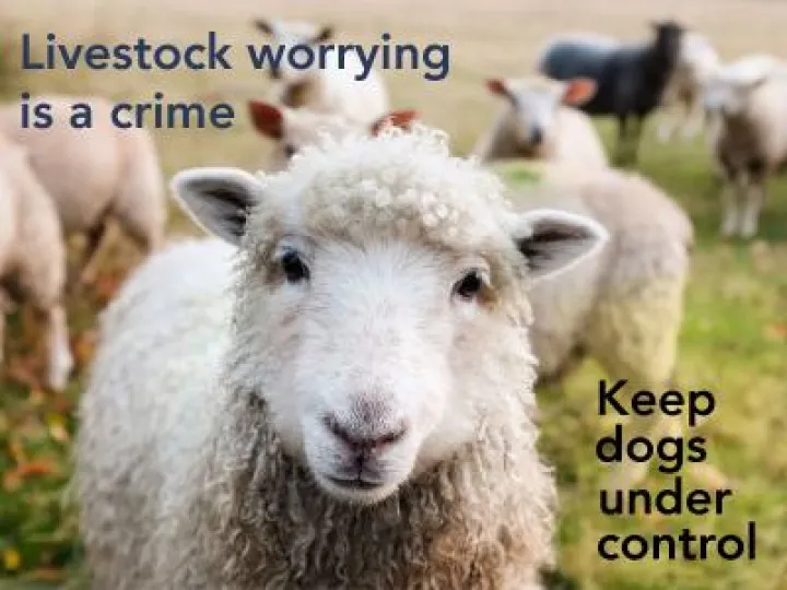 Sheep poster 01a