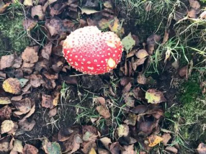 Bickerton Hill 2