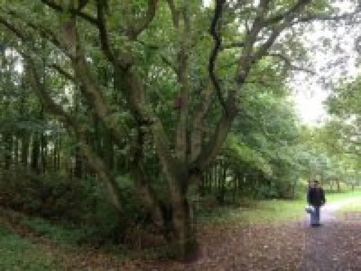 Grogan's Walk3