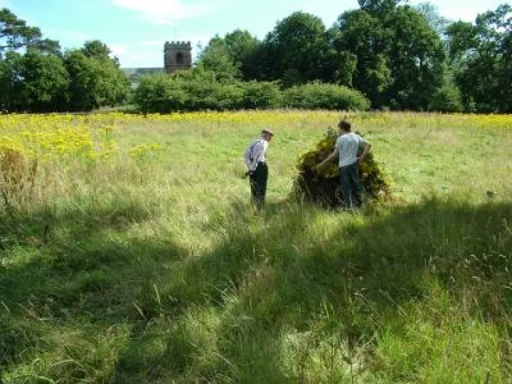 Reg and Glebe Meadow