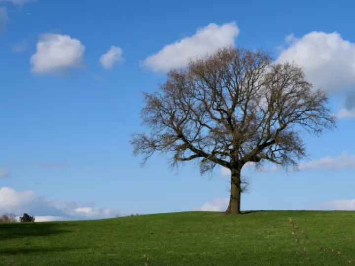 Spring Tree