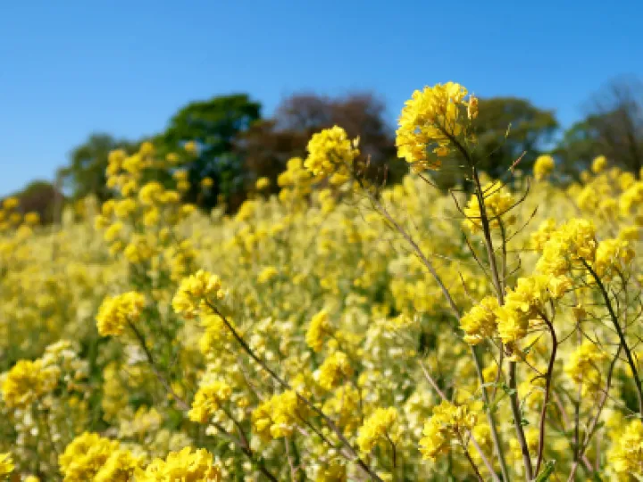 Yellow 2