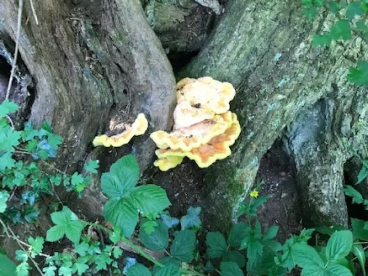 fungi