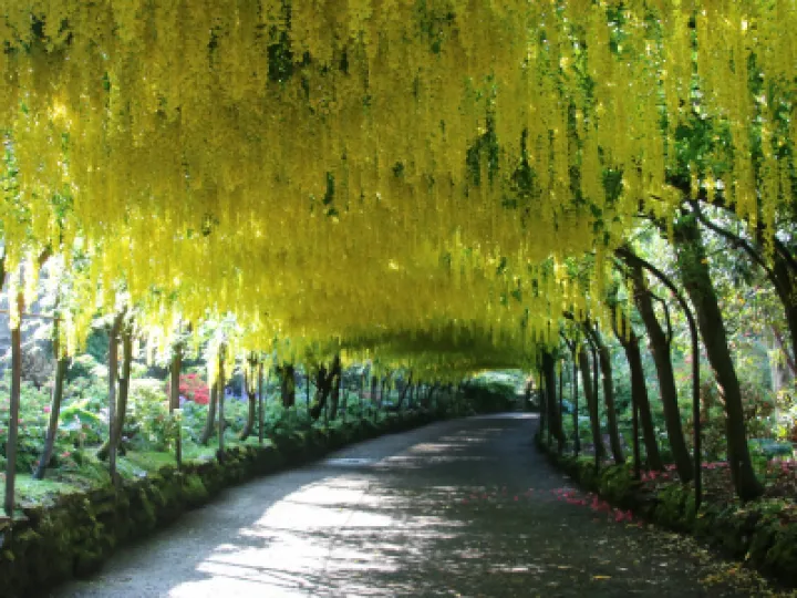 Laburnum arch 2018 reduced size for circuiit web-jpg pp