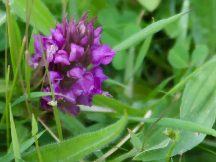Flowers 4