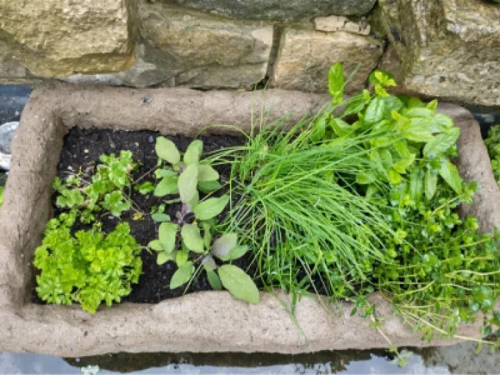 herbs