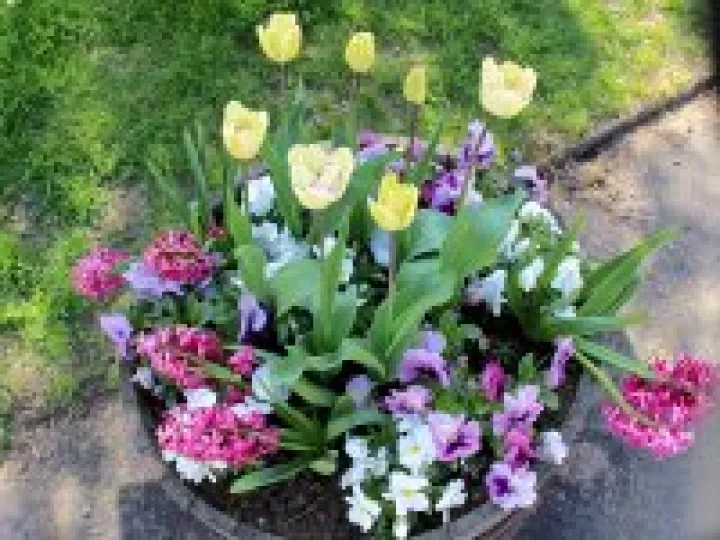 Spring Flowers