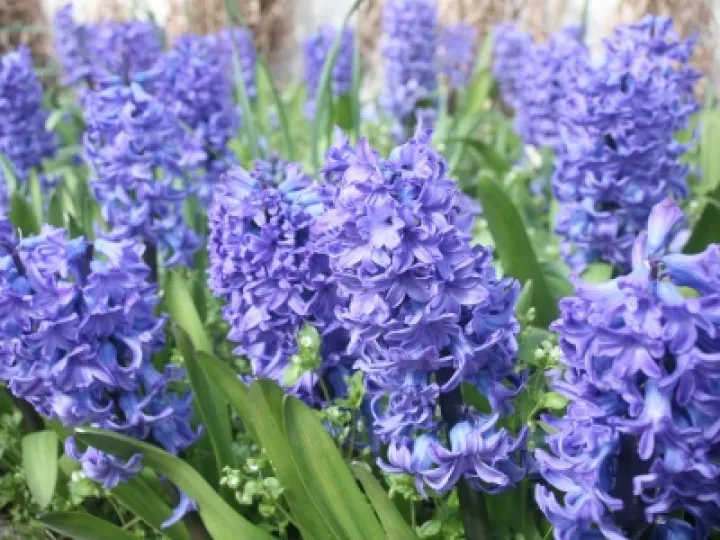 Spring Flowers