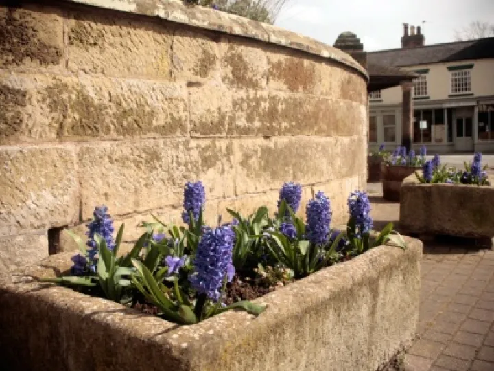 Spring Flowers