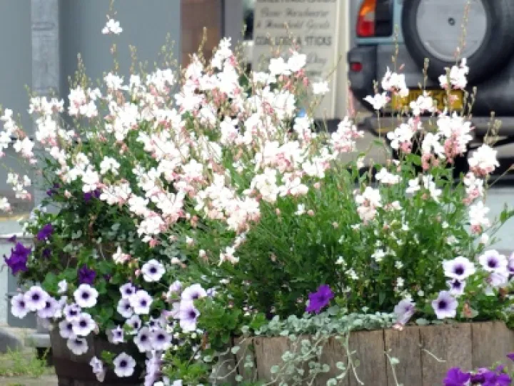 Audlem in Bloom