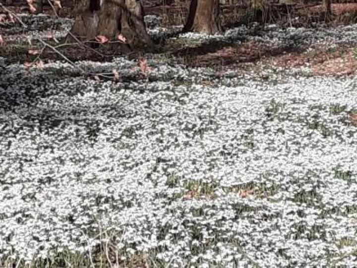 snowdrops 2