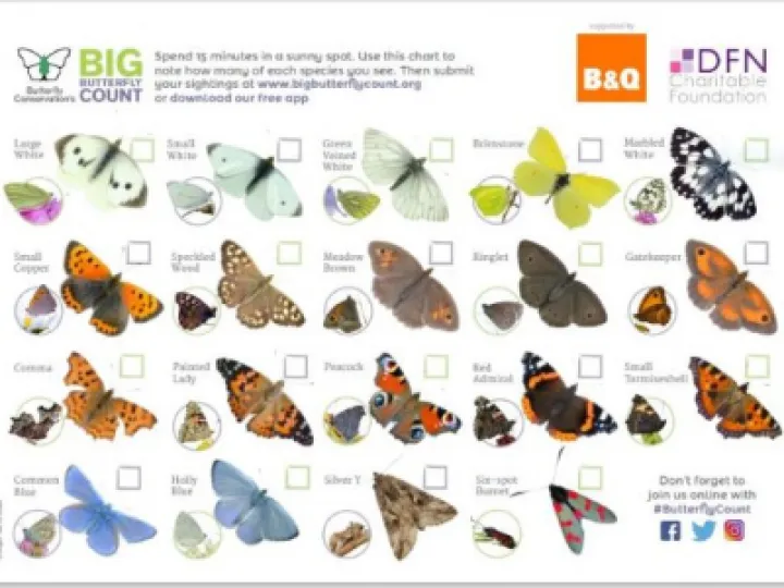 Butterflies