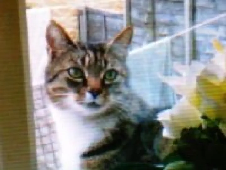 Missing Cat 01
