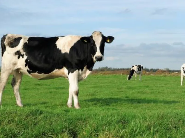 Cows in Field