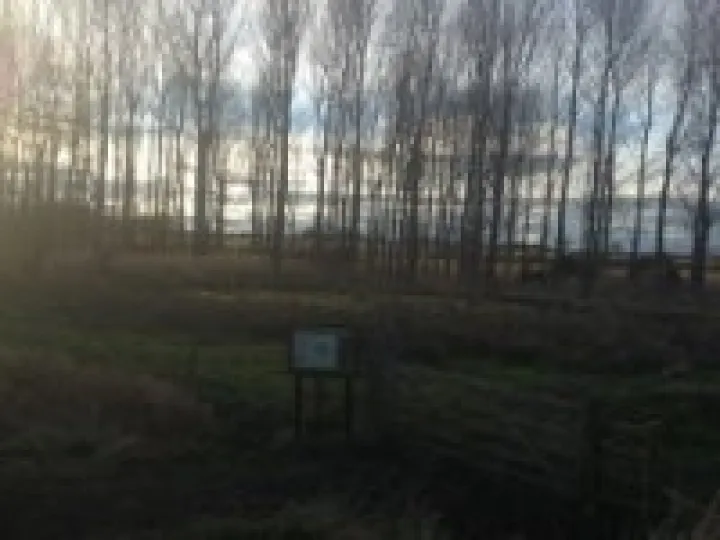 Trees