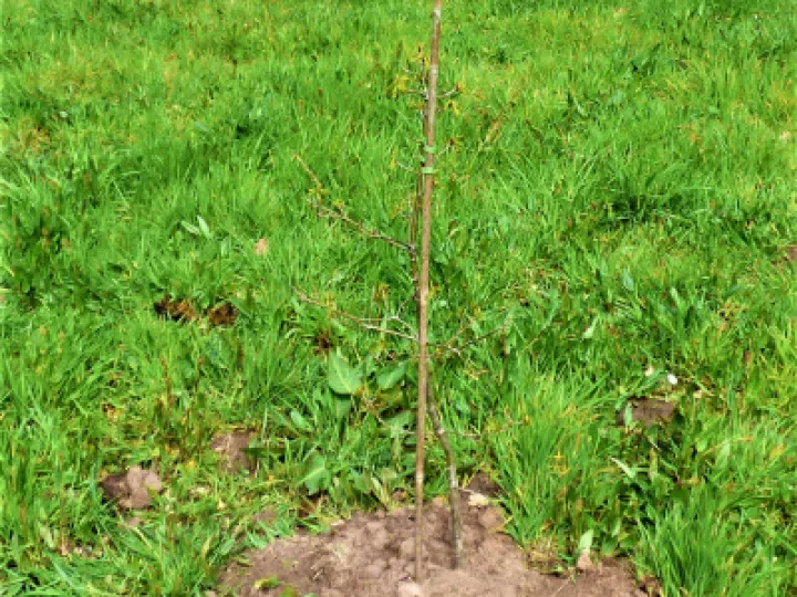 Sapling 1