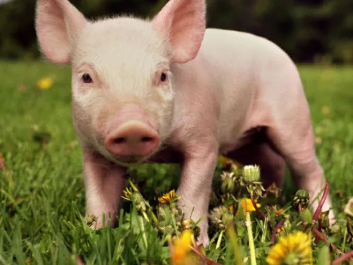 #piglet