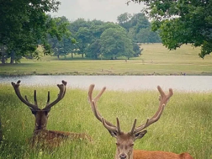Tatton Park Ranger