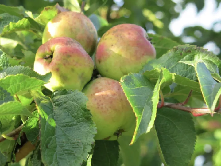 Woodland Walk Autumn 2021 Apples