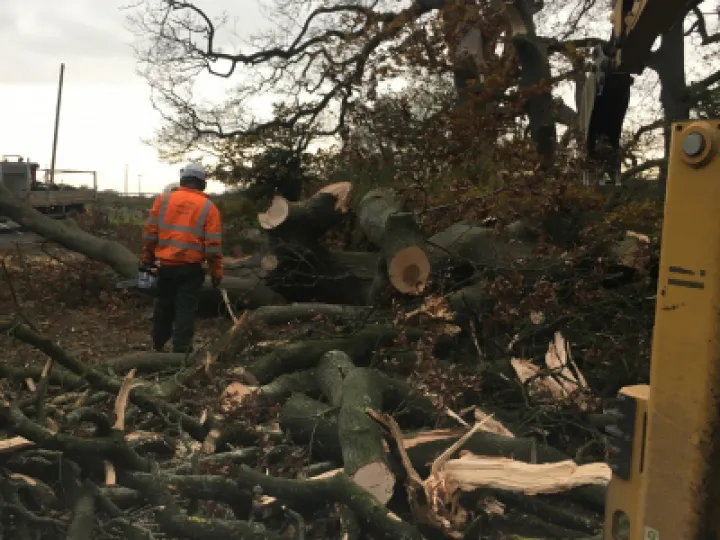 tree down 3