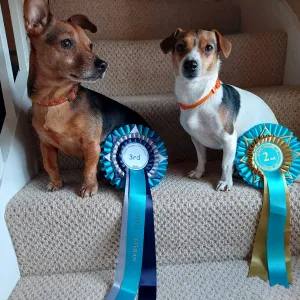 Momo and Maya with their rosettes