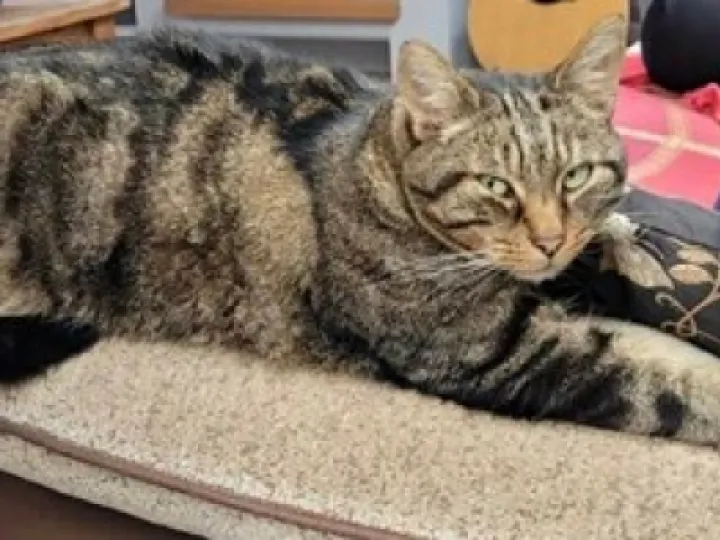 Record 86 Lost Cat
