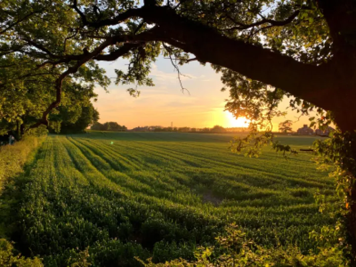 Walton Sunset