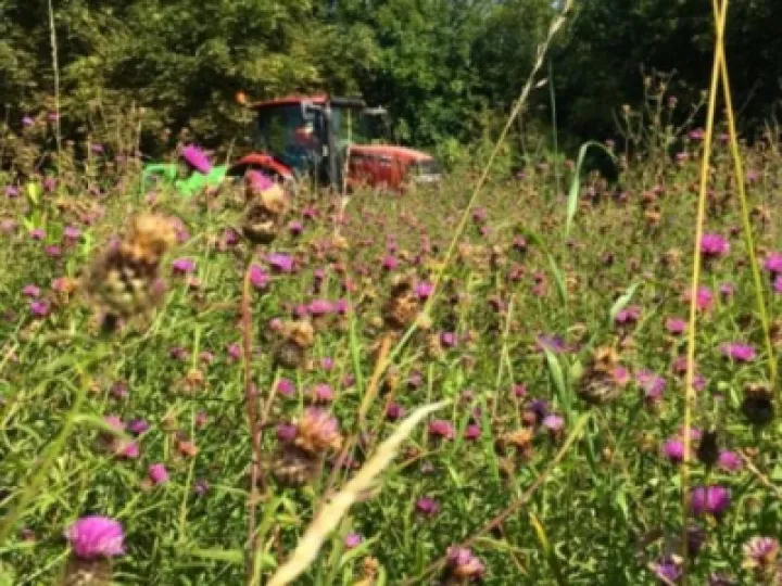 Glebe Meadow 2
