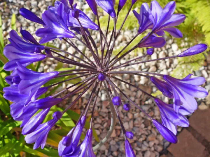 Blue Star~Rs01373