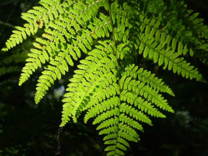 ~Rs01460
