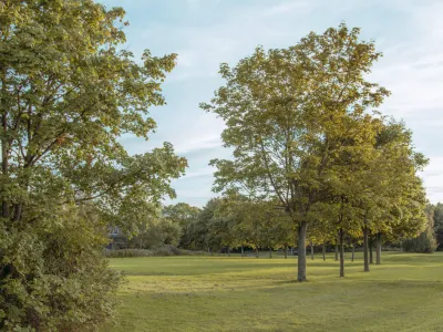 Trees and Green Space