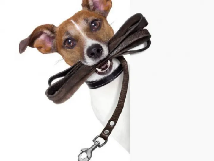 Dog Walker Image