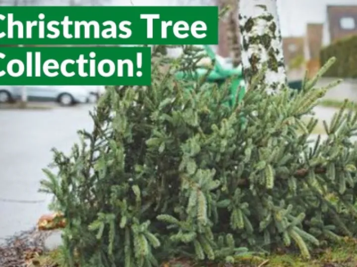 Tree Recycle