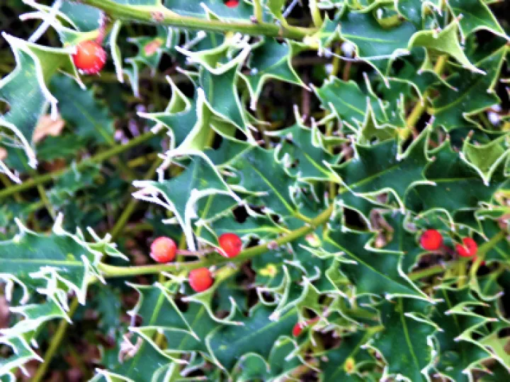 Holly 1