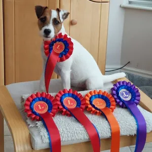 Izzy rosettes
