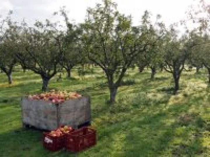 Community Orchard 01