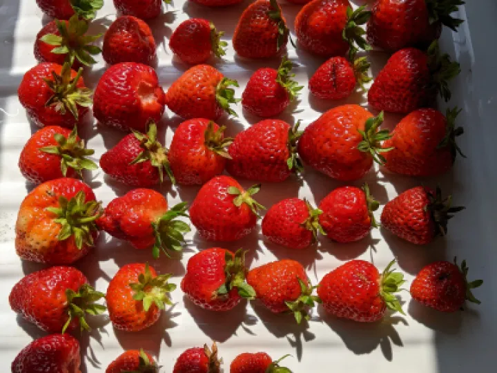 strawberries1