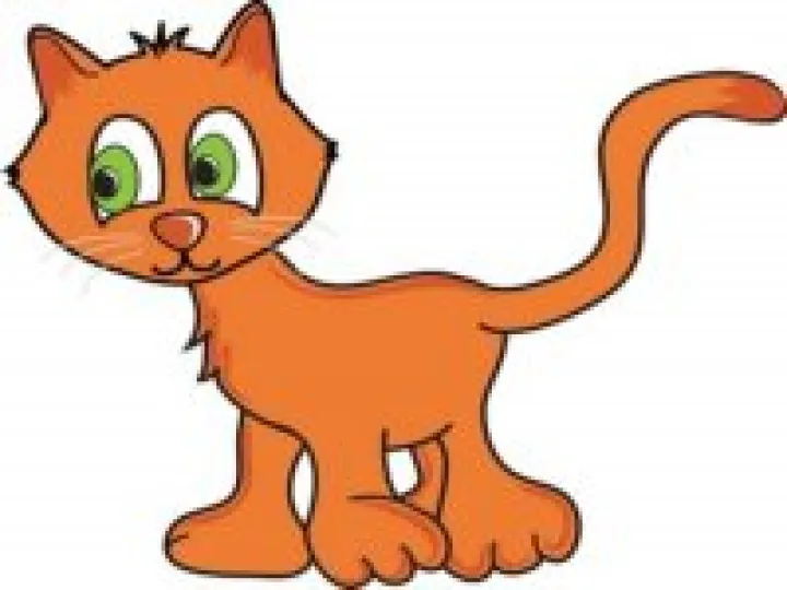 Lost cat