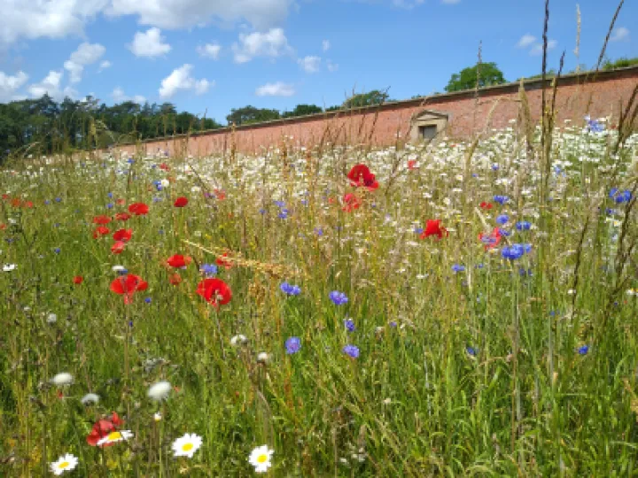 Summer flowers