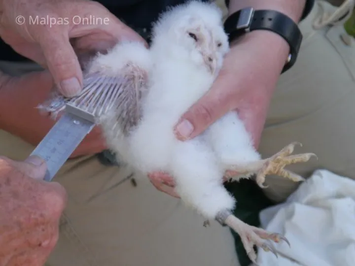 Barn owl 3