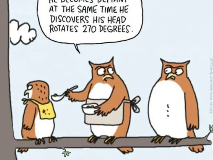 Owl Joke