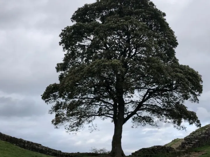 sycamoregaptree1