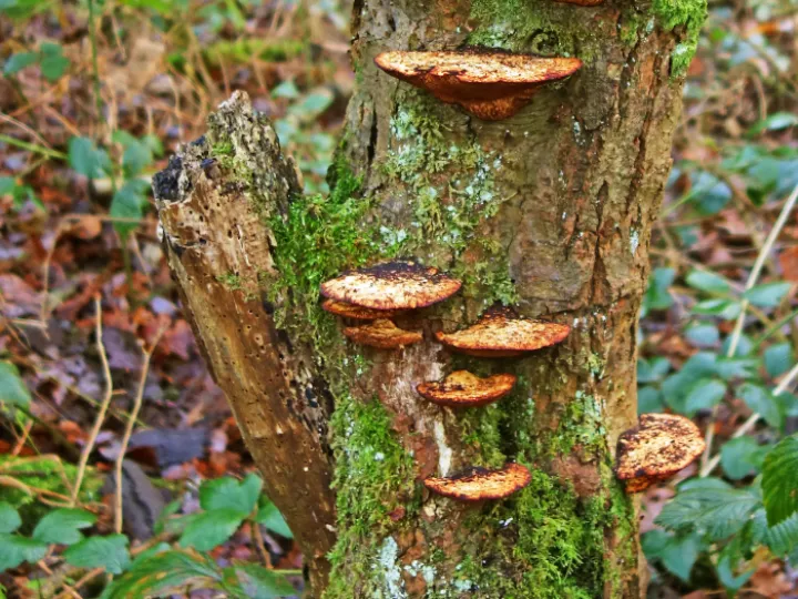 RR Fungal Infection S02642