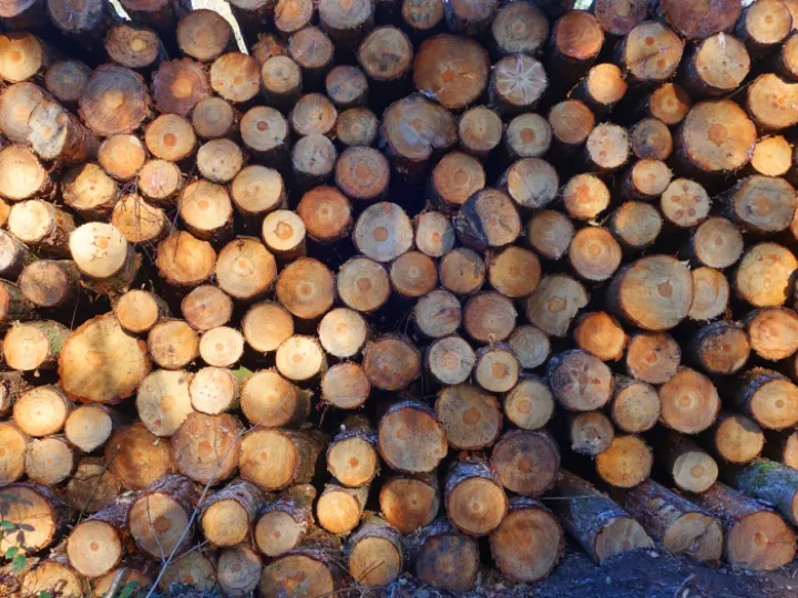 RR Logpile S02697