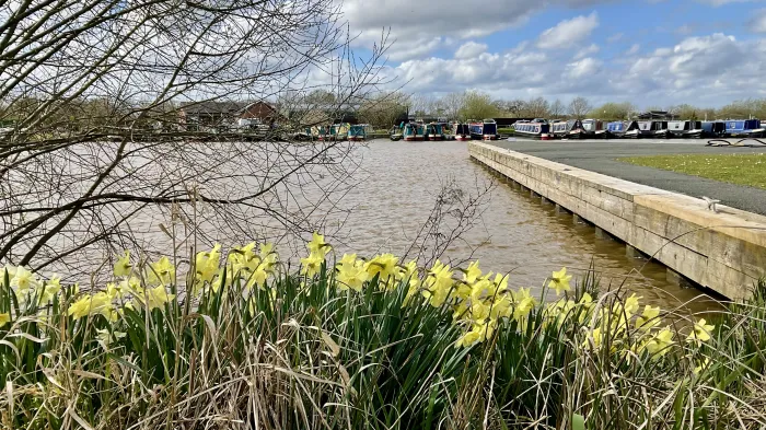Daffodils
