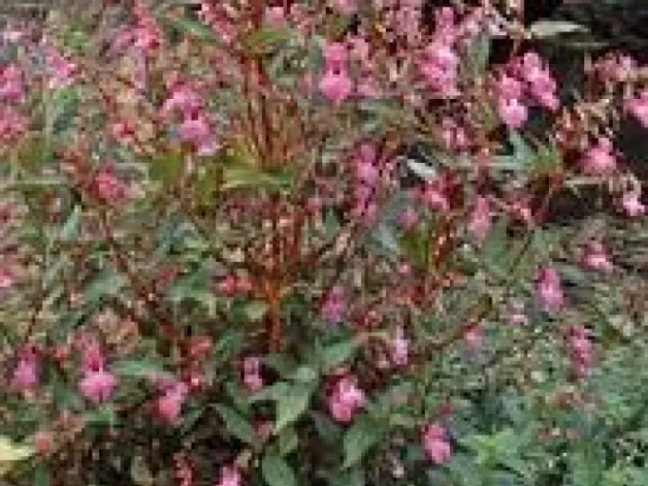 Balsam