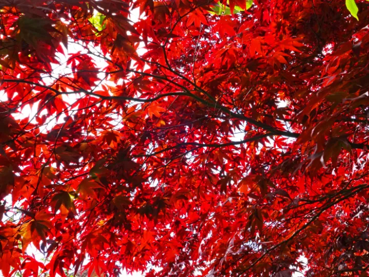 Red Roof