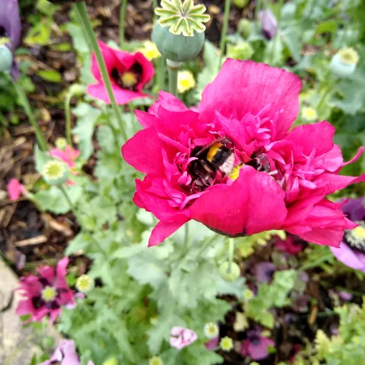 Bailgate MC Garden