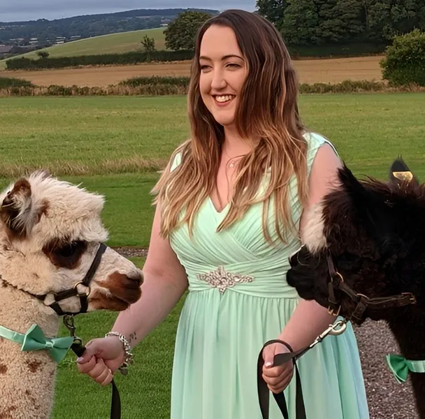 Alpaca Wedding Hire Uk 5