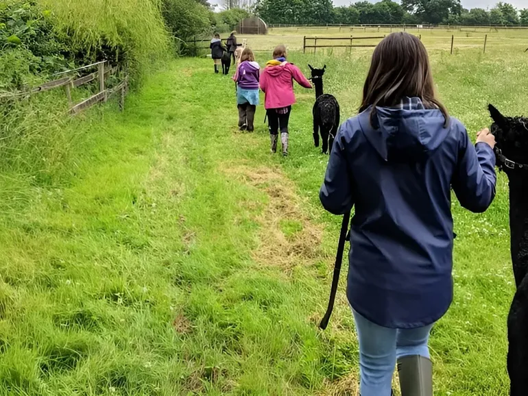 Alpaca Walk Talk 8